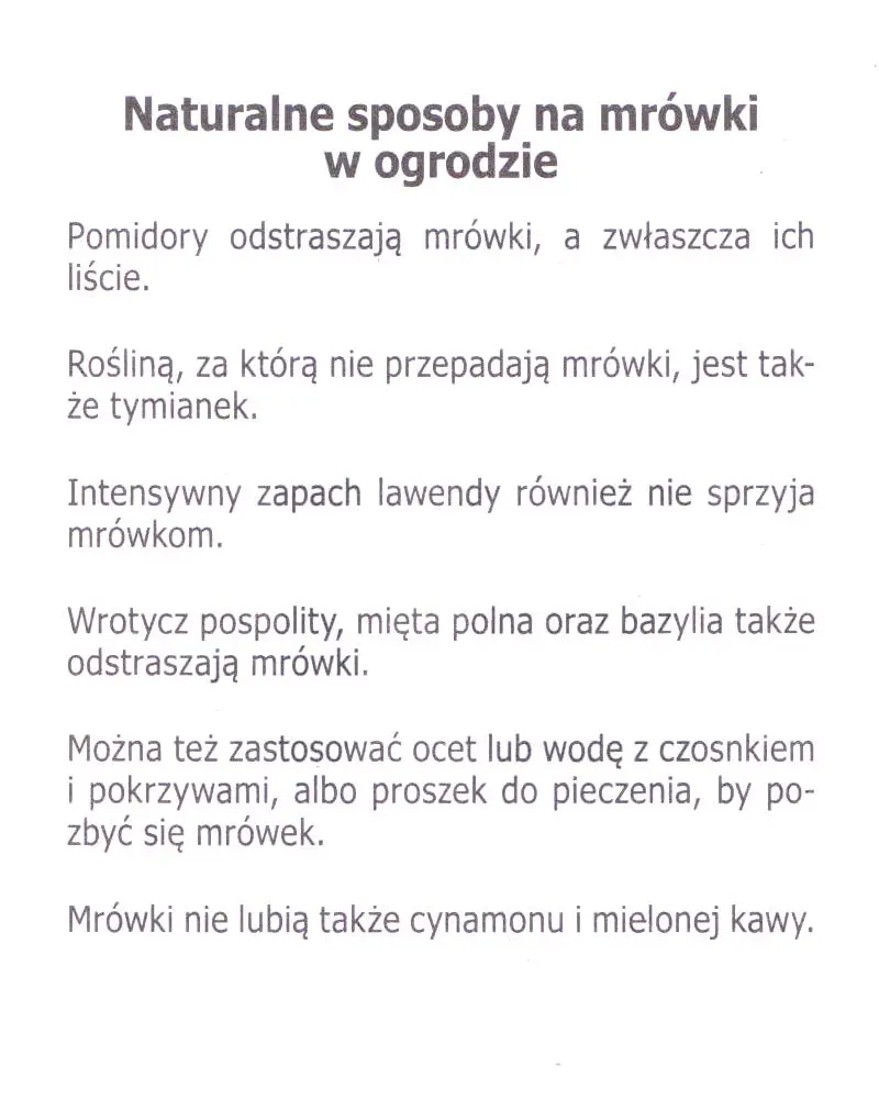 Mrówki w ogrodzie