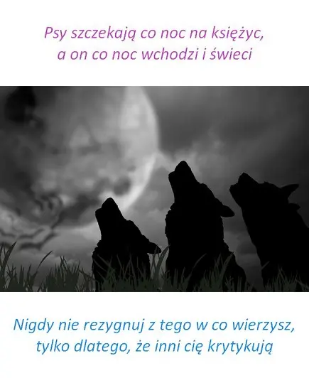 Psy szczekają co noc