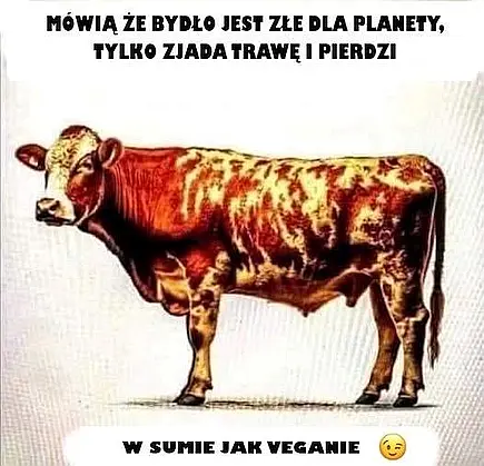 Krowy jak weganie