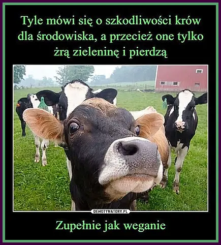 Krowy i weganie