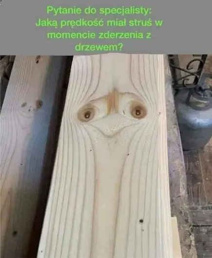 Prędkość strusia