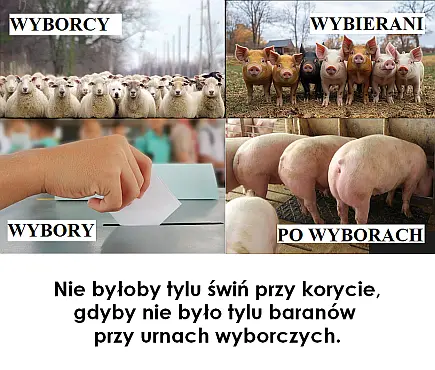 Źródło: FB Świnie przy korycie