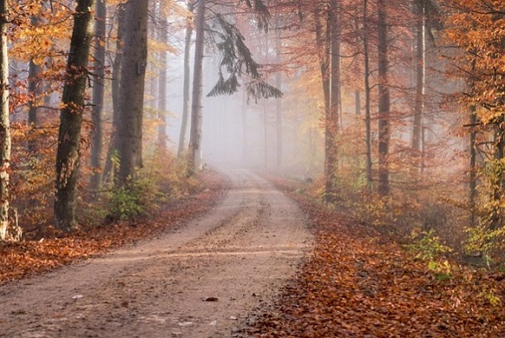 Krajobraz leśny jesienią
